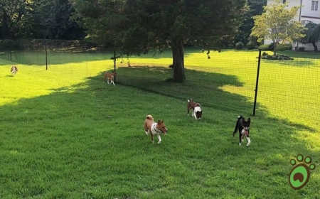 Is There a Safer and More Affordable Alternative to Electric Dog Fences? Exploring the Benefits of Non Electric Dog Fence Systems and DIY Dog Fence Kits