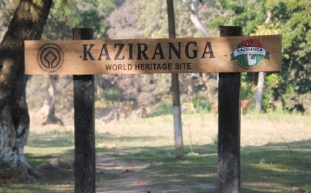 Discover the Best Kaziranga Holiday Packages for Nature Lovers