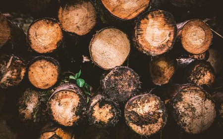 Din Ved: Den Ultimative Guide til Bæredygtig Opvarmning