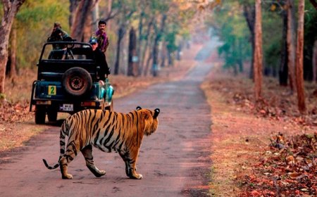 Nainital Jim Corbett Tour Package: Wildlife Adventures & Lake Views