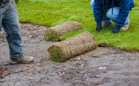 Signs your sod isn’t rooting right
