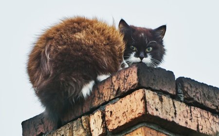 What Chimney Animal Removal in Hamilton Really Involves