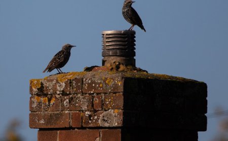 What Chimney Animal Removal in Silverdale Really Means