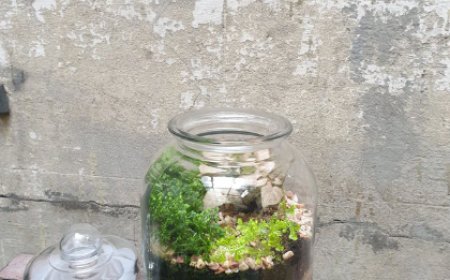 Terrarium Gifts: Why They’re Perfect for Minimalists and Nature Lovers