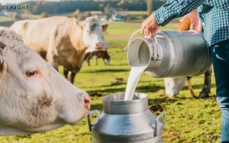 Uttar Pradesh Dairy Market Report Trends, Size & Forecast Insights (2025-2034)