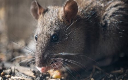 Top 5 Places Rats Hide in Perth Homes