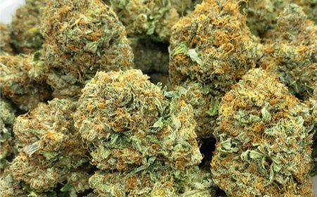 Bulk Weed for Sale Online: Fast Shipping & Trusted Quality