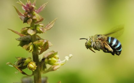 Understanding the Cost of Bee Removal in Melbourne: What Affects the Price?