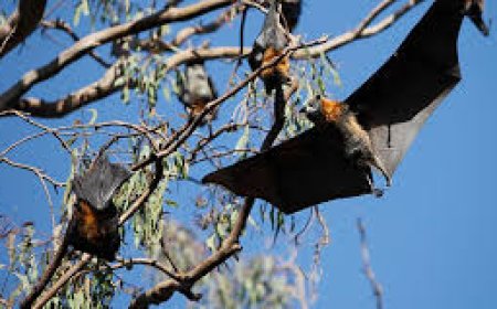 What To Do About Bats In The Attic During Bat Maternity Season