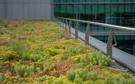 Why Choose Vegetative Roof for Eco Homes in Beverly Hills?