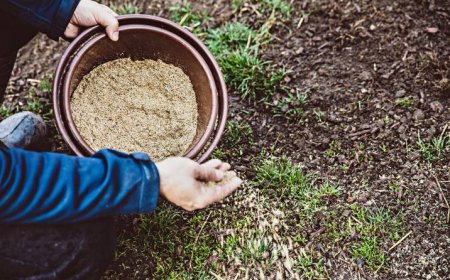 Seeding a Lawn: Grow a Greener Garden in the UK