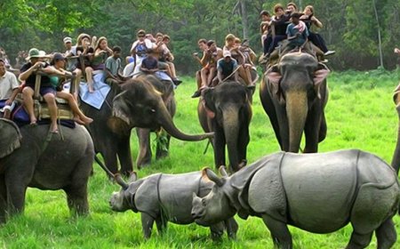 Discover Assam Holidays: From Kaziranga Safaris to Majuli’s Serenity