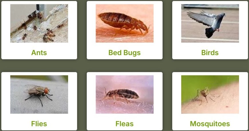 Spiders Pest Control Perth: Say Goodbye to Unwanted Eight-Legged Guests