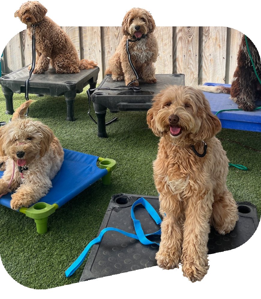 Fully Trained Dogs for Sale: Your Ideal Companion Awaits